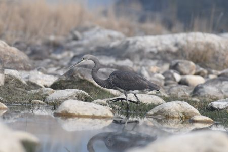 White-bellied Heron Tours