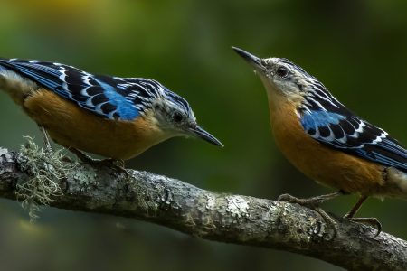 Zhemgang Birdwatching