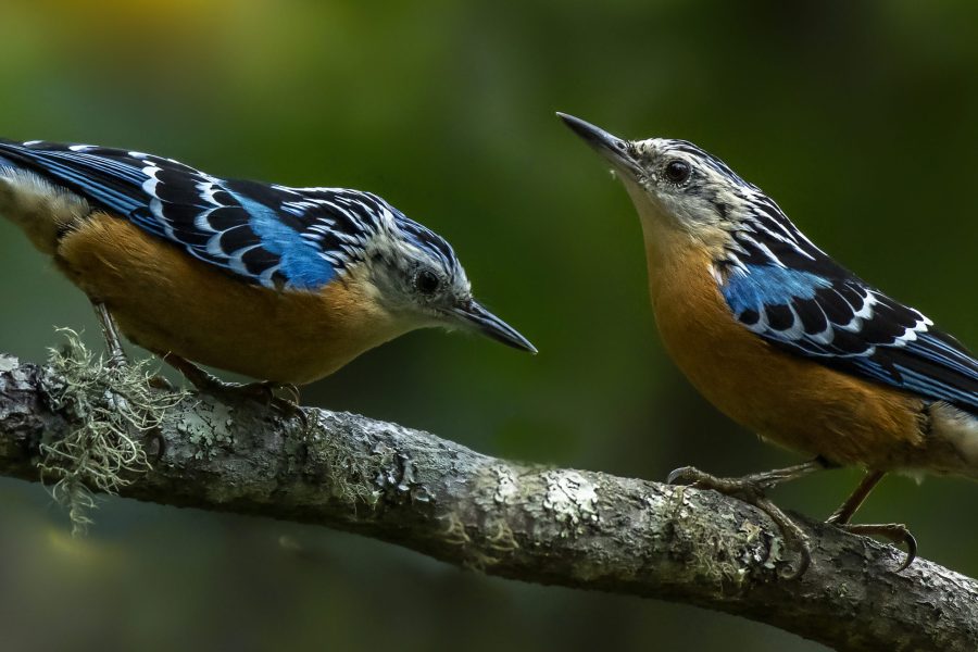 Zhemgang Birdwatching