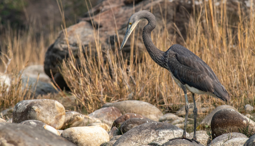 The White-bellied Heron: Bhutan’s Most Precious River Guardian