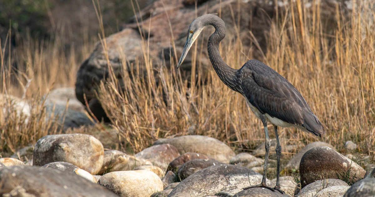 The White-bellied Heron: Bhutan’s Most Precious River Guardian