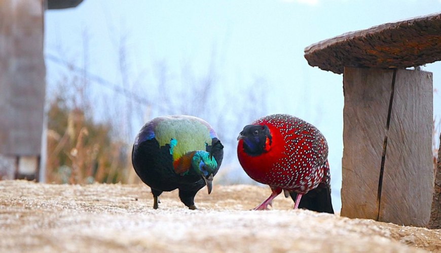 “In the Lama’s Shadow: A Himalayan Birding Tale”