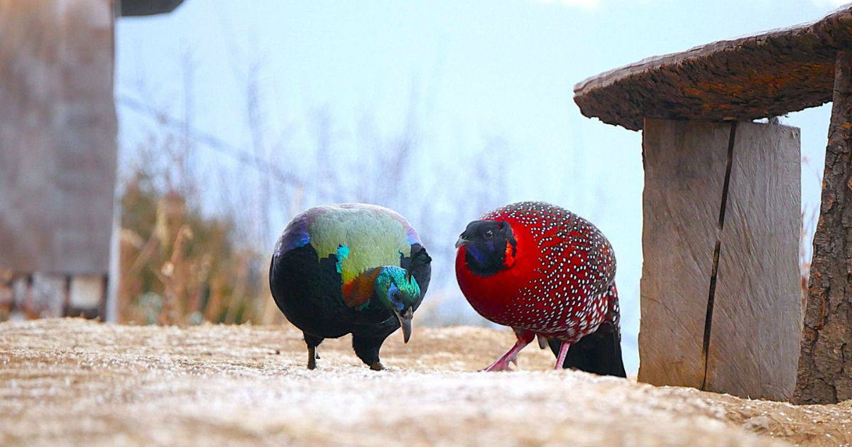 “In the Lama’s Shadow: A Himalayan Birding Tale”